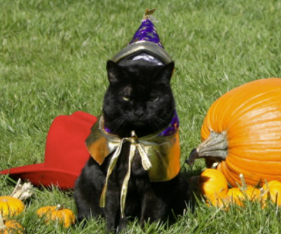 A presidential cat wearing a wizard hat sitting next to a pumpkin.